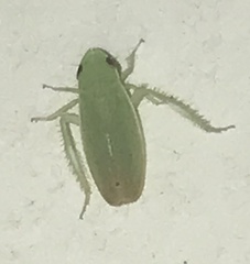 Memnonia flavida