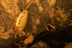 Celatoblatta vulgaris