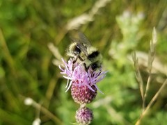 Bombus rufocinctus