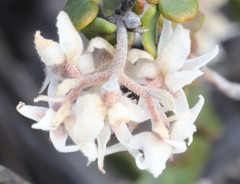 Lasiopetalum microcardium