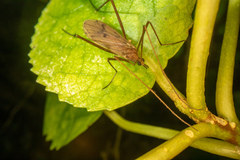 Amphineurus insulsus