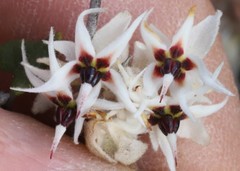 Lasiopetalum microcardium