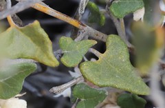 Lasiopetalum microcardium