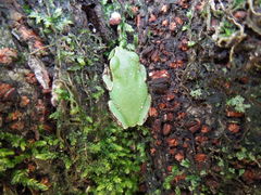 Hyla japonica
