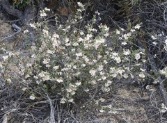 Lasiopetalum microcardium