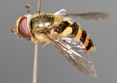 Syrphus ribesii