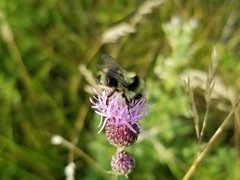 Bombus rufocinctus
