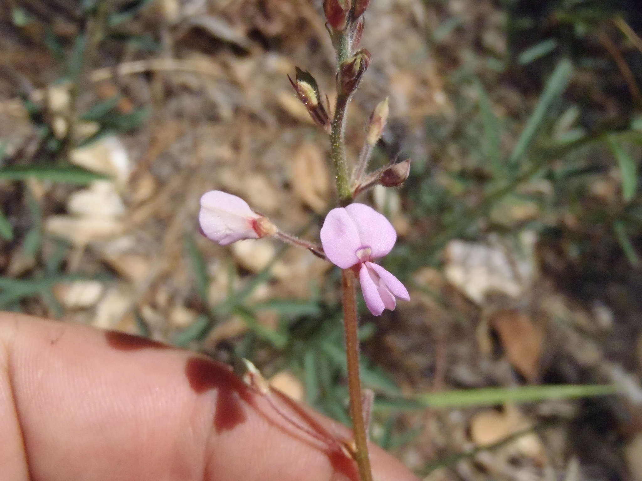 Desmodium arizonicum