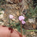 Arizona Ticktrefoil - Photo (c) Dan Beckman, some rights reserved (CC BY-NC), uploaded by Dan Beckman