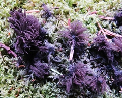 Stemonitis flavogenita