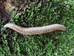 Meghimatium bilineatum