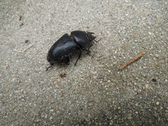 Serrognathus titanus castanicolor