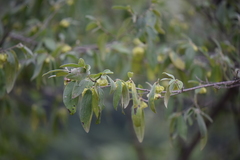 Neopringlea integrifolia