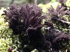 Stemonitis flavogenita