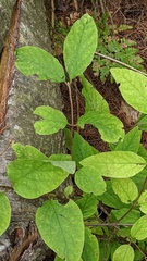 Lonicera canadensis