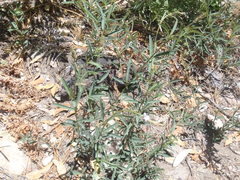 Desmodium arizonicum