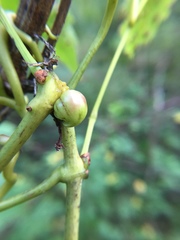 Ampelomyia vitispomum