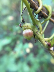 Ampelomyia vitispomum