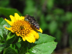 Acmaeodera