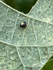 Theridula
