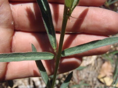 Desmodium arizonicum