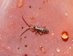 Paronellides
