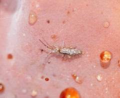 Paronellides