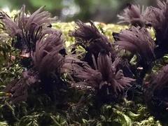Stemonitis flavogenita