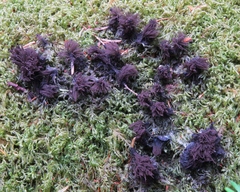Stemonitis flavogenita