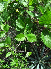 Mandevilla convolvulacea