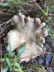Lactarius subplinthogalus