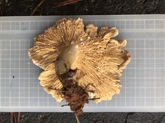 Lactarius subplinthogalus