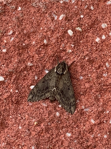 Catalpa sphinx