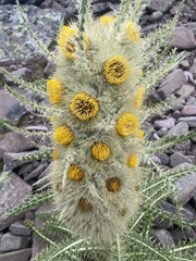 Cirsium funkiae