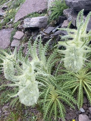 Cirsium funkiae