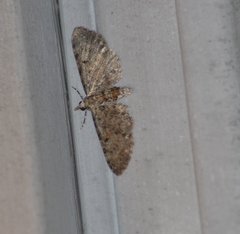Eupithecia satyrata
