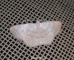 Parilexia cermala
