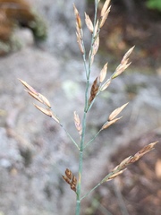 Poa glauca