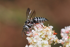 Coelioxys octodentatus