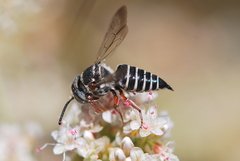Coelioxys octodentatus