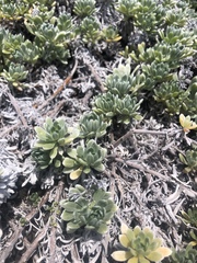 Heliotropium anomalum