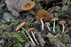 Pholiotina intermedia