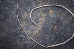 Oxybelis potosiensis