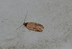 Agonopterix atrodorsella