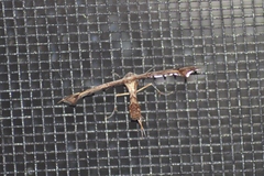 Platyptilia carduidactylus