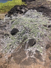 Heliotropium anomalum