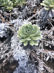 Heliotropium anomalum