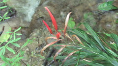 Pitcairnia punicea