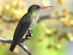 Gilded Hummingbird photo 3