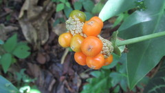 Anthurium clarinervium
